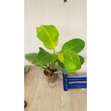 philodendron moonlight pot 850p