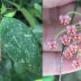 Hoya inconspicua Red            115