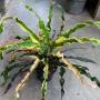 Codiaeum Pra Ram (long leaf).