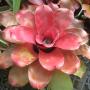 Neoregelia Top Form (04-16-08) (Bromeliad) 231