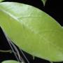Hoya sp.732 (yellow leaf) Vietnam White         732