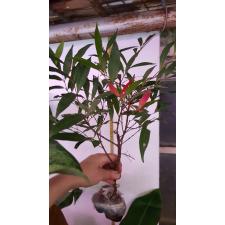 Syzygium paniculatum variegated 490