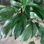 Epipremnum pinnatum ‘Dragon Tail’