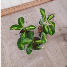 HOYA INCRASSATA VARIEGATA  S