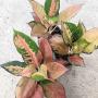 Aglaonema  Suksom- yellow  A-146