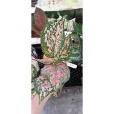 Aglaonema Bang Yai 2