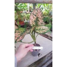 Aglaonema 'Thong Lai Ma' 82/1
