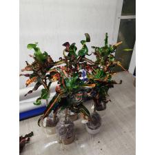 Codiaeum Waree Kunchorn 105