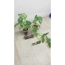 Monstera Obliqua Monkey стакан  250р