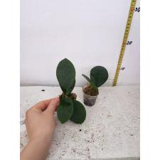 hoya australis 6 cm pot