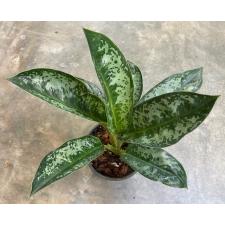 Aglaonema Chatra Mongkol (green petiole) 5А