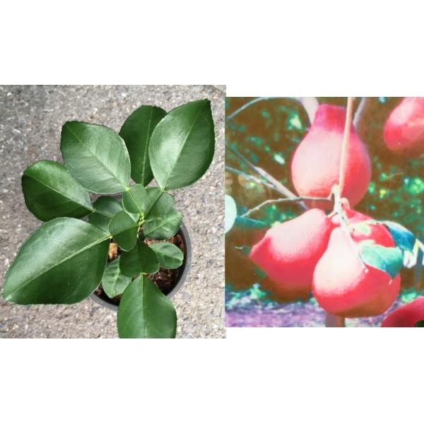 Цитрус максима (красный плод), Вьетнам (привитый) / Citrus maxima (red fruit) Vietnam (grafted).