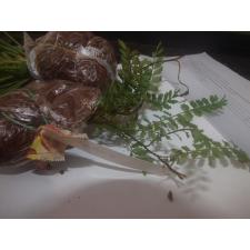 Асплениум сп.(T02) Саравак / Asplenium sp.(T02) Sarawak