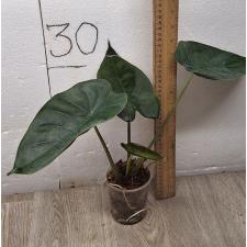 Alocasia azlanii pot