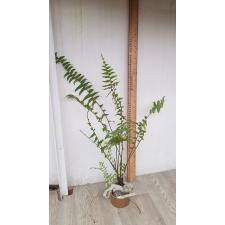 Nephrolepis faltata variegated mart 239/1 по 3500р