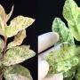 Psidium guajava 'Paen See Thong' variegated (S).