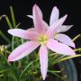 Zephyranthes Pim Chompoo