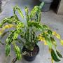Codiaeum Phaya Chalawan.