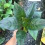 Aglaonema  Khunmakracha  A-34