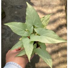 Syngonium Ngern Laima 590