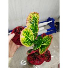 Codiaeum Bangkok No 17