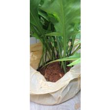 Microsorum sp. Africa pot