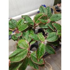 Aglaonema Lipstick thai