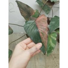 Homalomena aromatica Spreng Schott