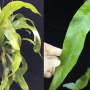 Microsorum punctatum (yellow variegated).