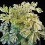 Polyscias sp.(T01) Golden leaf