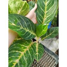 Aglaonema sp hybrid