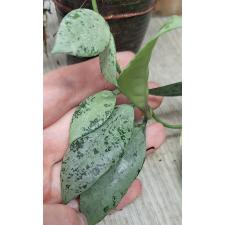 Хойя Лакуноса 'Серебряный' / Hoya lacunosa 'Silver' (S)(#970)