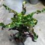 Codiaeum Kamphaeng Phet.