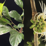Alangium salviifolium subsp. hexapetalum.
