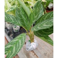 Aglaonema Tong sumran A-56