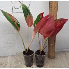 Аглаонема Суксом желтая. / Aglaonema Suksom yellow A-146