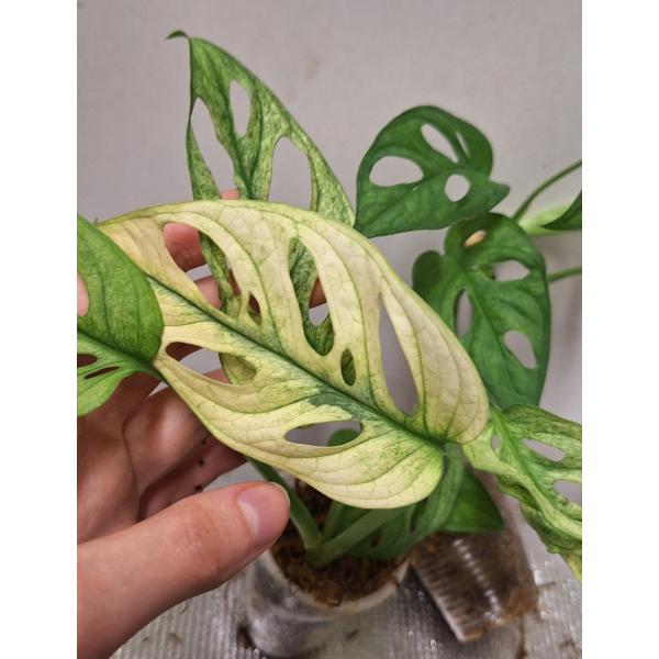 Monstera adansonii variegated Mint. pot Д