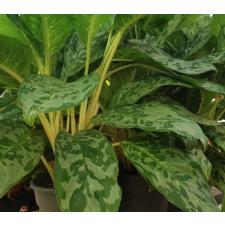 Aglaonema 'peacock'  горшок