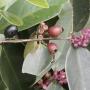 Memecylon caeruleum (wax leaf)
