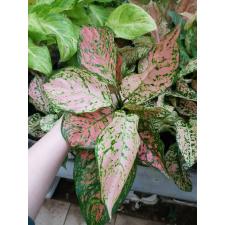 Aglaonema Valentines A-145