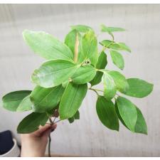 Cinnamomum zeylanicum verum 52