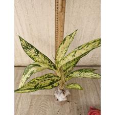 Dieffenbachia sp star bright 850р