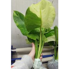 Philodendron Jose bruno