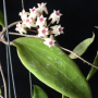 Hoya sp.739 Philippine          739