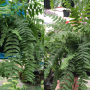 Nephrolepis 'Sa Bai Nang'.