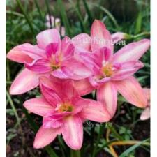 Zephyranthes Beauty Mystic