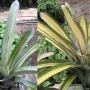 Aechmea 'Little Harv' variegated.