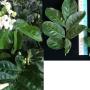 Murraya paniculata 'Himalayan' (Giant leaf)(TF)