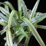 Murdannia loriformis variegated