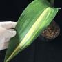 Aspidistra lurida 'Suisho' (variegata)